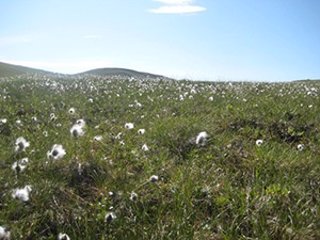 Flores de la hierba de algodón en Alaska