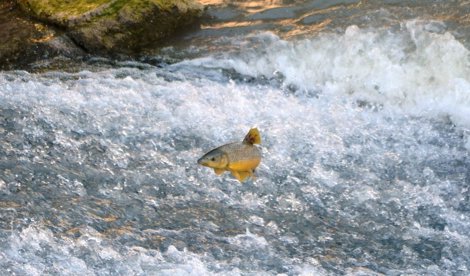 Cooperación y Desarrollo