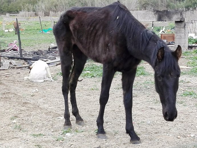 Detenido el propietario de un caballo acusado por maltrato animal