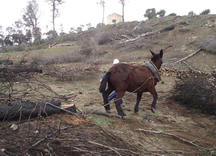 Retirada de árboles afectados por el incendio