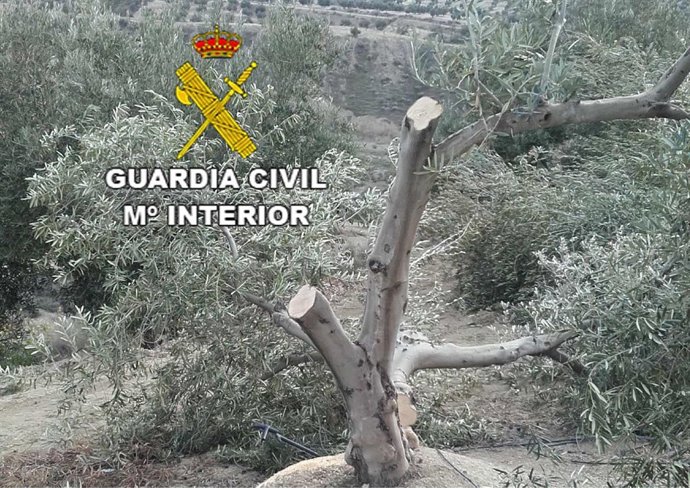 Imagen de uno de los olivos dañados