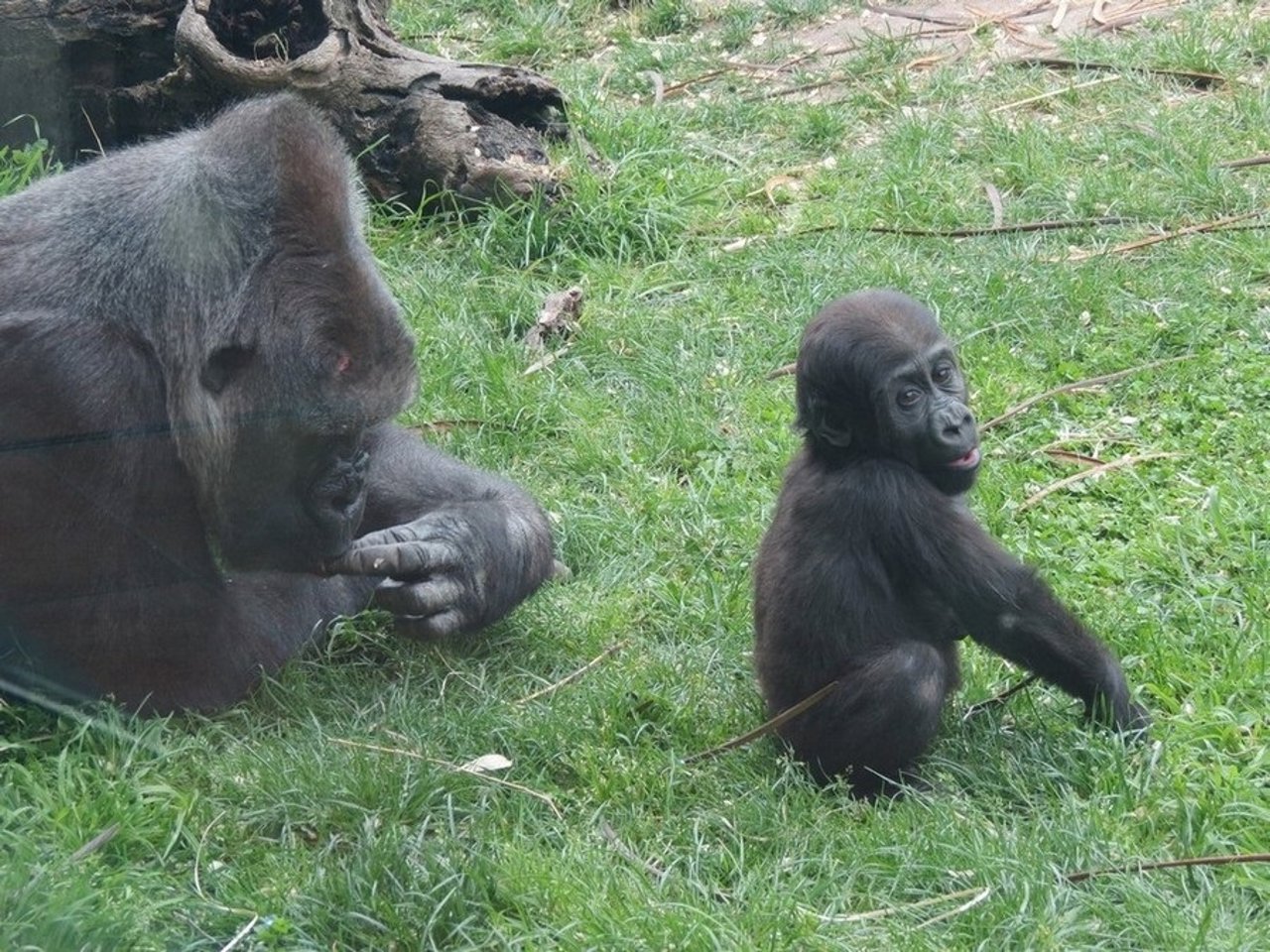 Ejemplares de Gorila