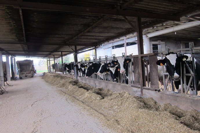 Vacas en una explotación agraria