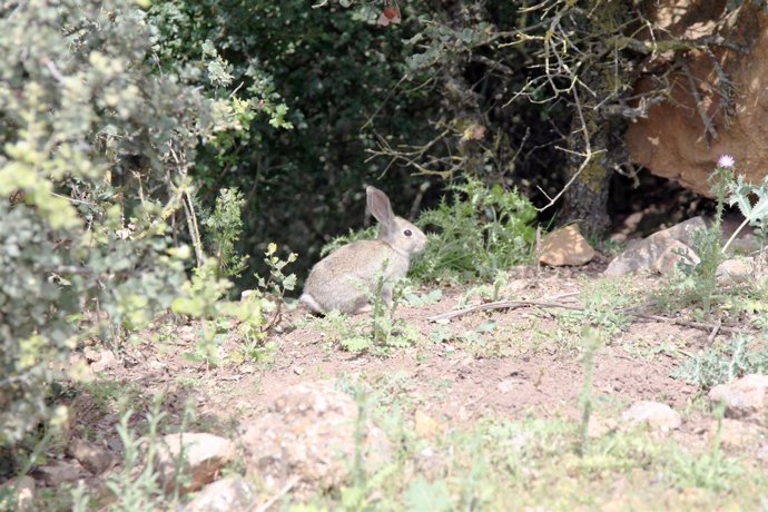 Conejo