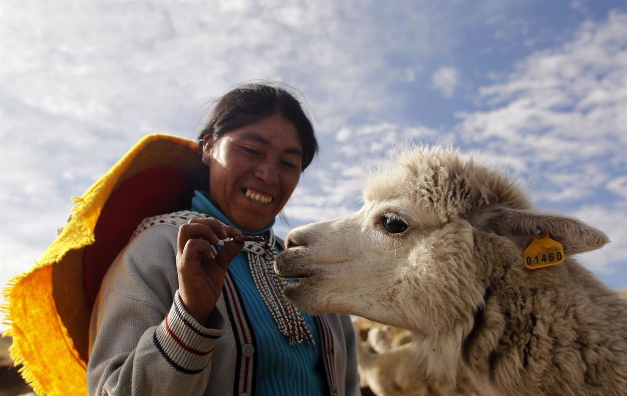 Shepherd Felipa Rojo feeds an alpaca at a range in the Andean community of Upis 