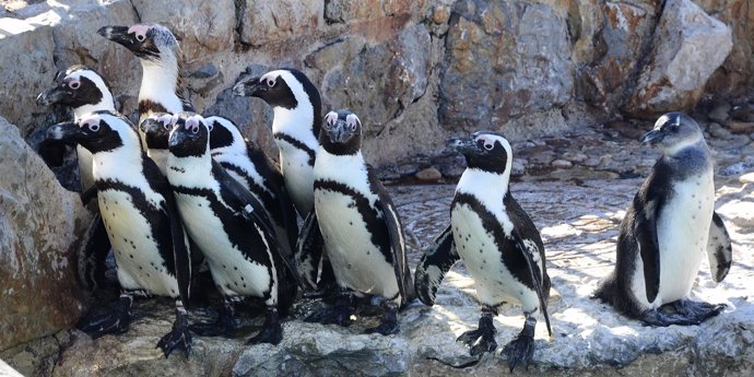 Pingüinos mini zoo de la magdalena 