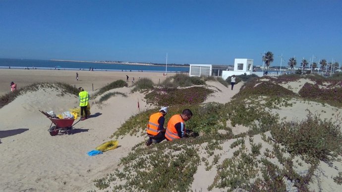 Voluntarios actúan en el Parque de los Toruños de Cádiz