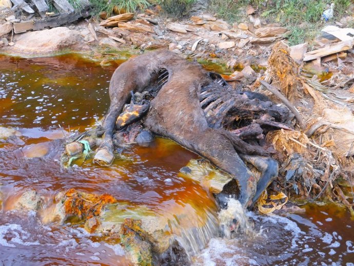 Animal muerto en la cuenca del río Tinto
