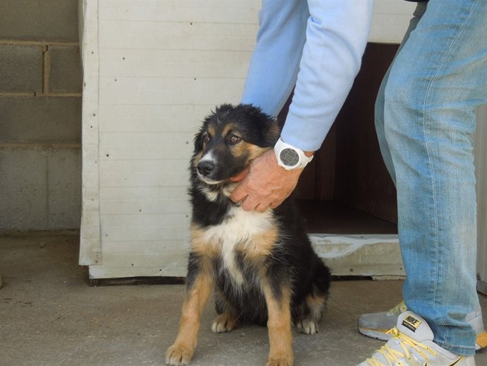 Cinco perros del Centro de Recogida de Animales de la DPH viajarán a Alemania.
