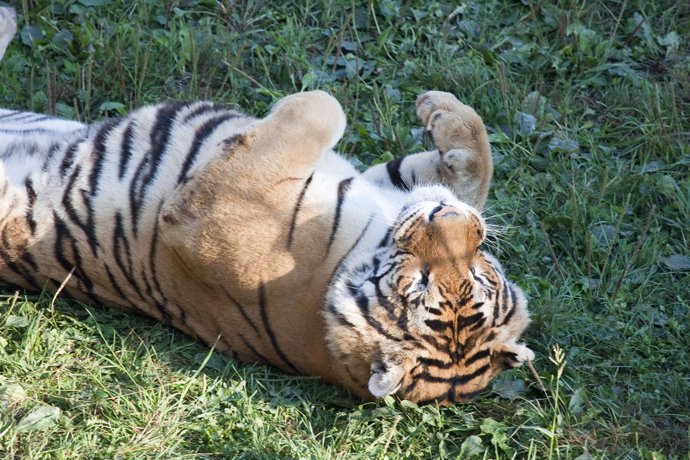 Nuevo recinto de los tigres en Cabárceno
