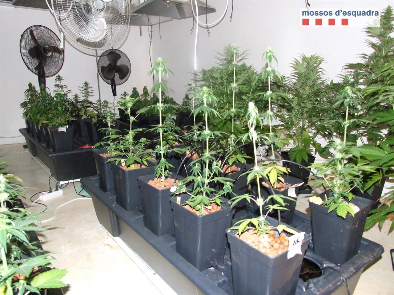 Cultivo de marihuana