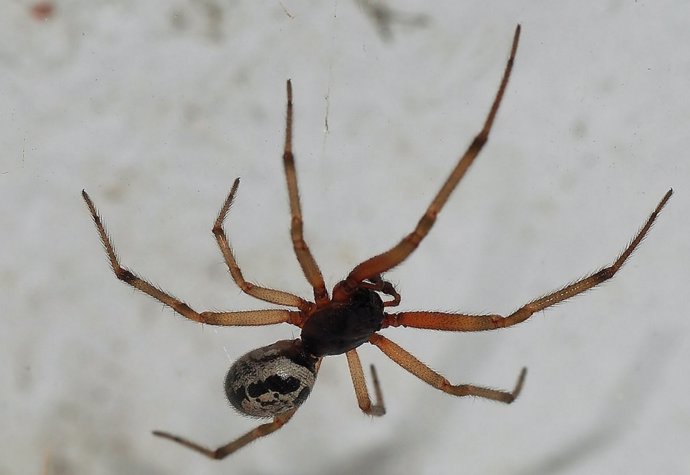 Steatoda Nobilis