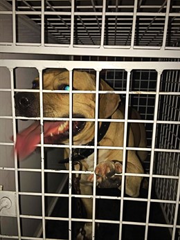 Perro potencialmente peligroso que hirió a una niña de 9 años