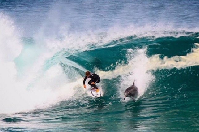 Espectacular momento en que un delfín se une a la ola de un surfista
