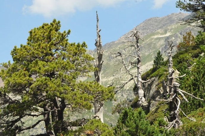 Pinares de alta montaña en el Pirineo aragonés