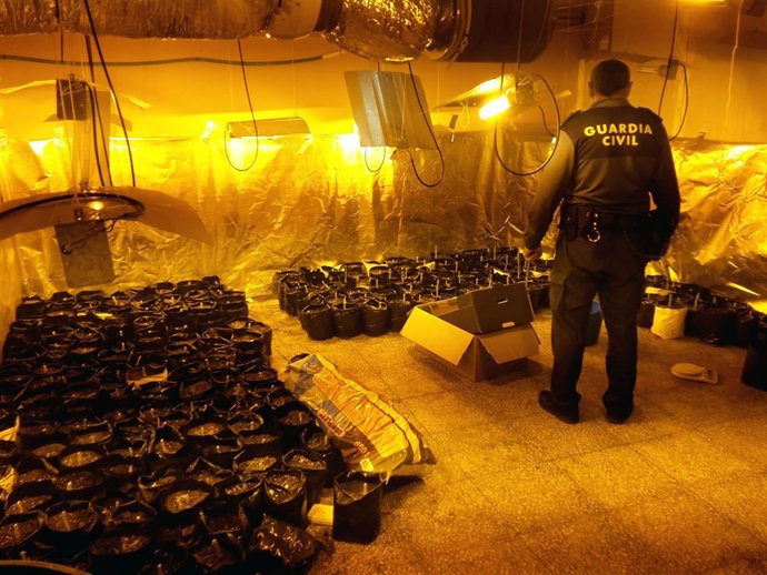 Cultivo de marihuana en una casa de Aguadulce