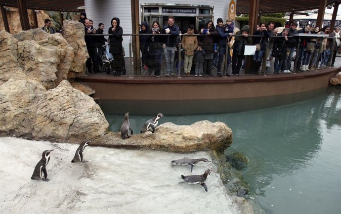 Los pingüinos del Oceanogràfic este sábado