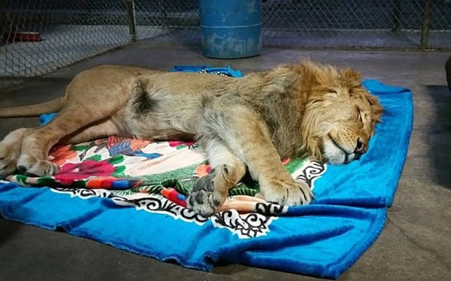 Lambert, el león africano rescatado que es incapaz de dormir sin su manta