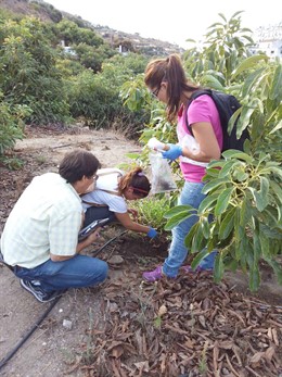 El abono de cáscara de almendras protege los árbolos de aguacates contra hongos