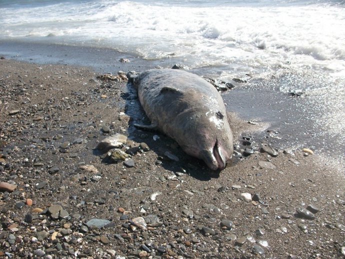 Zifio De Cuvier Varado 