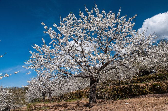 Cerezo en flor Valle del Jerte