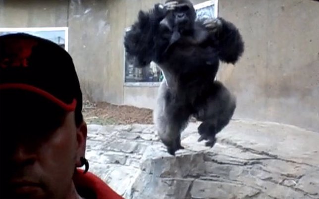 Un gorila de zoológico trata de atacar a un hombre a través del cristal