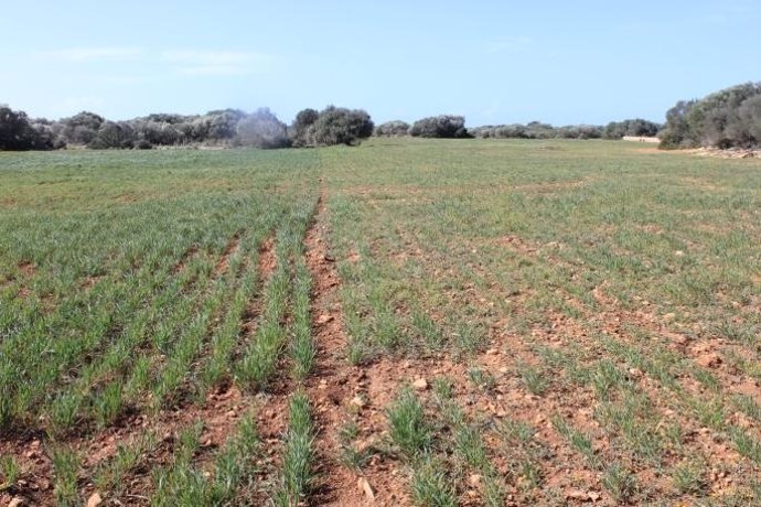 Cultivos de avena en Baleares