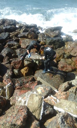 Rescate del ejemplar muerto de tortuga boba
