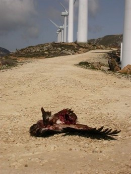 Buitre muerto en un parque eólico