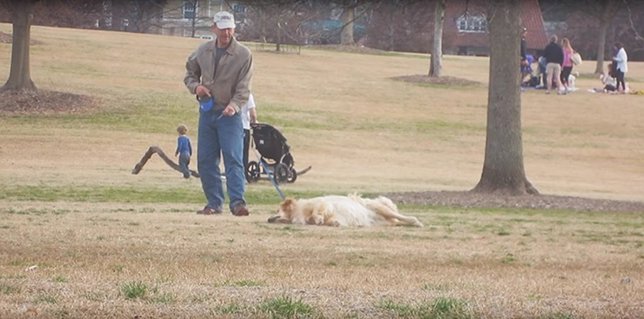 Y el Óscar al mejor actor perruno es para este Golden Retriever