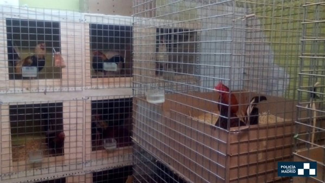 Criaderos de gallos para peleas