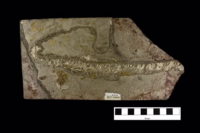 Fósil de serpiente de hace 10 millones de años