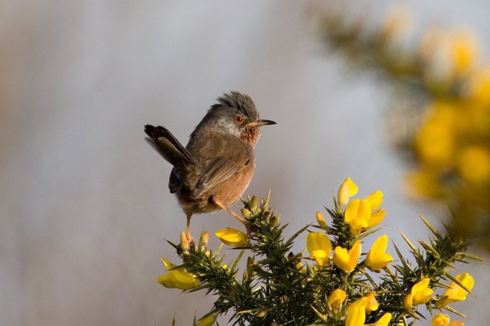 Especie Sylvia Undata