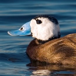 La imagen muestra un ejemplar de Malvasía cabeciblanca