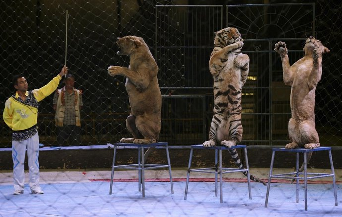 México prohibirá el uso de animales en circos a partir de octubre.