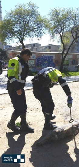 Policía Municipal investigando el cadáver del delfín