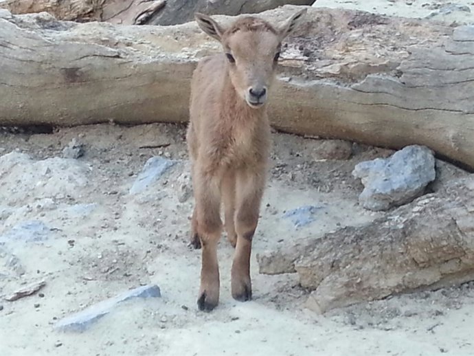 Nacen dos ejemplares de una especie amenazada de muflón en el zoo de Jerez