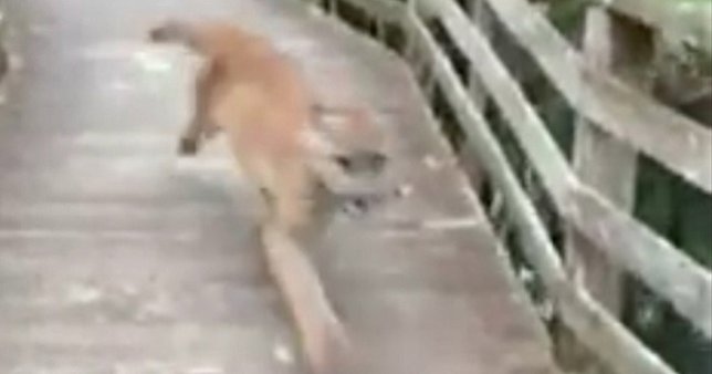 Tremendo susto el de esta mujer al toparse con una pantera en el camino