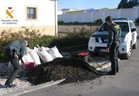 Diez detenidos y recuperadas más de 1,6 toneladas de aceituna robada en Córdoba