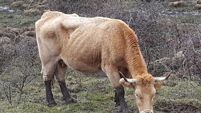 Preocupación por el ganado en Foncea