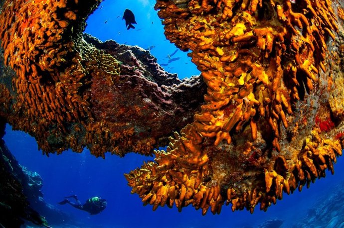 Fotografía submarina