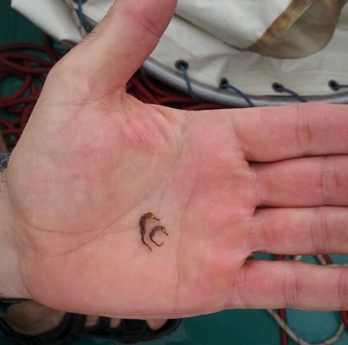 Hippocampus guttulatus