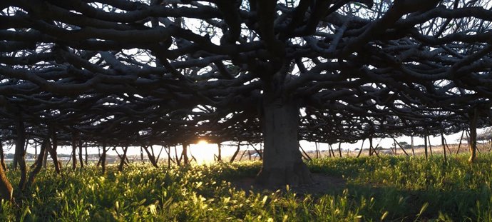 Higuera centenaria de Formentera