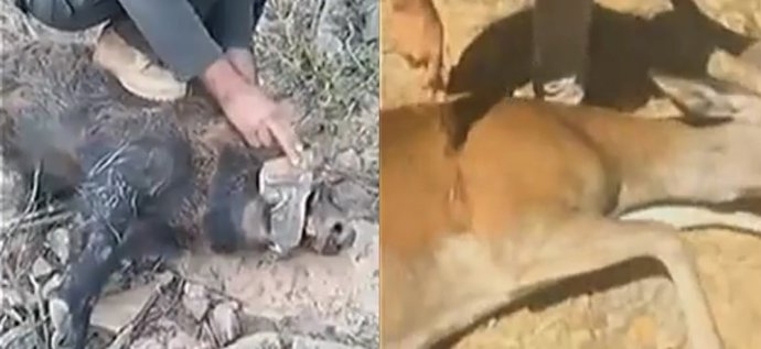 Matan a un jabalí y un ciervo a cuchilladas y divulgan las imágenes