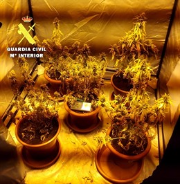 Plantas de marihuana intervenidas por la Guardia Civil. 