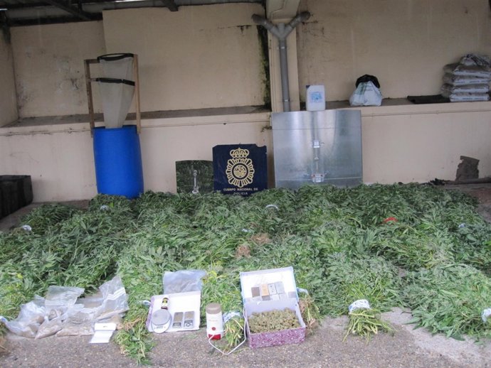 Marihuana de una plantación encontrada en Aranda de Duero