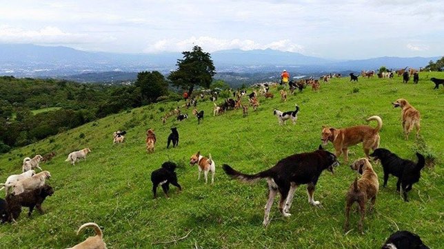El 'cielo' en la Tierra de los perros existe y está en Costa Rica
