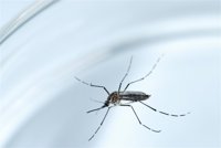 Vietnam confirma los dos primeros casos de zika en el país