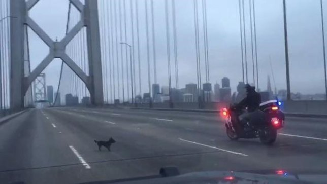 Un chihuahua desencadena la persecución policial más loca