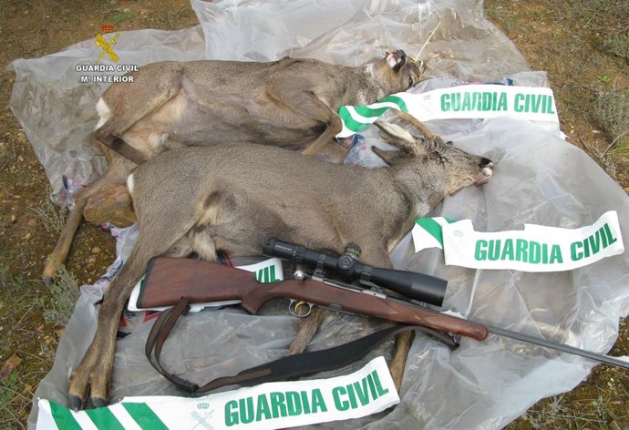  Imagen De Los Animales Abatidos De Forma Irregular